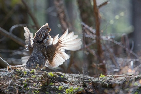 Ohio Closes Ruffed Grouse Hunting for First Time Since 1937 as Numbers Crash