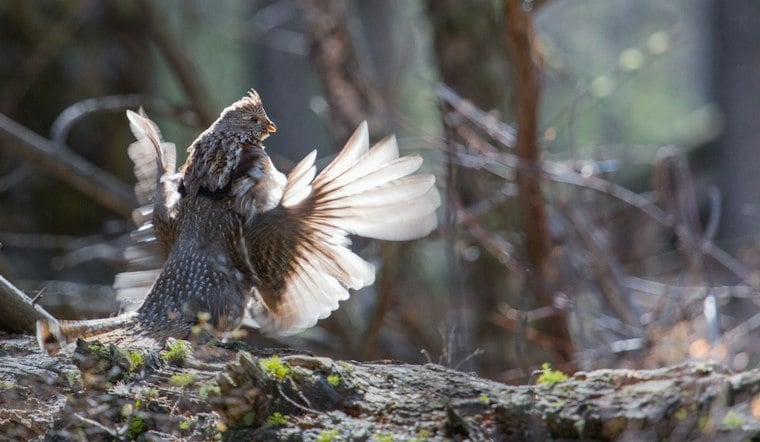 Ohio Closes Ruffed Grouse Hunting for First Time Since 1937 as Numbers Crash
