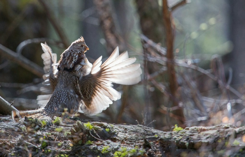 Ohio Closes Ruffed Grouse Hunting for First Time Since 1937 as Numbers Crash