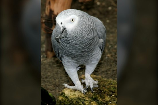Orlando Family Mourns Son, 19, While Still Searching for Lost Parrot Cuca