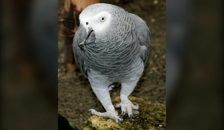 Orlando Family Mourns Son, 19, While Still Searching for Lost Parrot Cuca