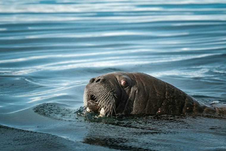 Orphaned Alaska Walrus Calf Found Among Carcasses Gets New Home at SeaWorld Orlando