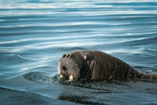 Orphaned Alaska Walrus Calf Found Among Carcasses Gets New Home at SeaWorld Orlando