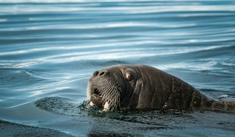 Orphaned Alaska Walrus Calf Found Among Carcasses Gets New Home at SeaWorld Orlando