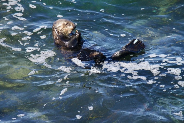 Otter Hijacks Surfboard, Standoff With Santa Cruz Youth Surfers at Steamer Lane