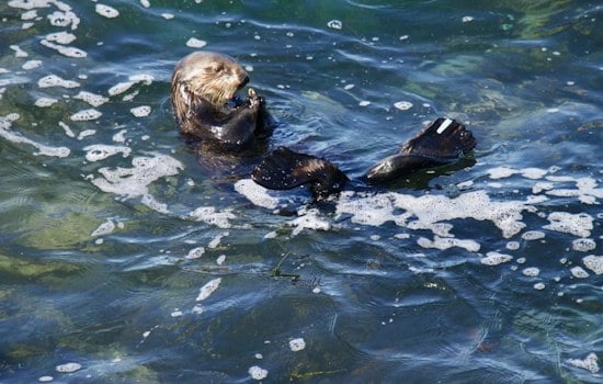 Otter Hijacks Surfboard, Standoff With Santa Cruz Youth Surfers at Steamer Lane