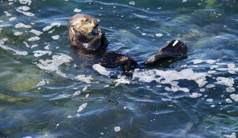 Otter Hijacks Surfboard, Standoff With Santa Cruz Youth Surfers at Steamer Lane