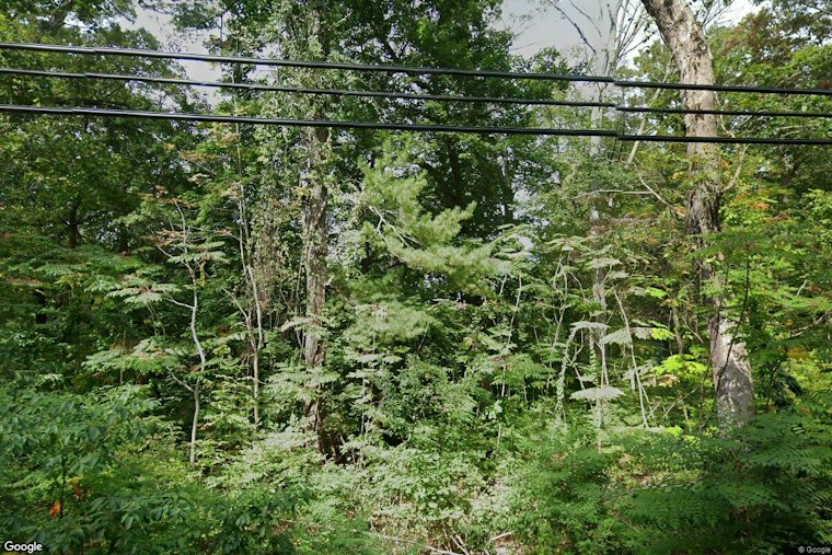 Oyster Bay's Planting Fields Welcomes a Tree Once Thought Extinct for Millions of Years