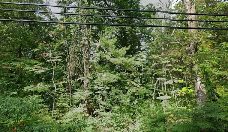 Oyster Bay's Planting Fields Welcomes a Tree Once Thought Extinct for Millions of Years