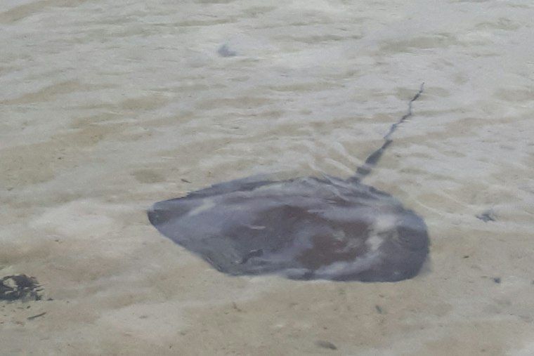 Pacific Beach Stingray Stings Hit Record High, Five Stung in One Afternoon
