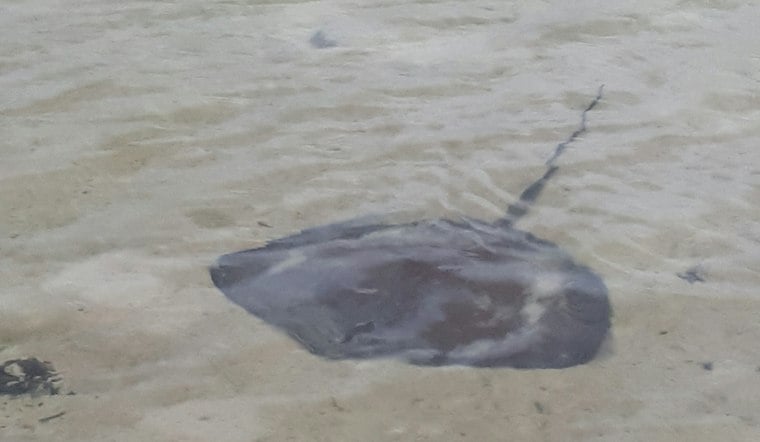 Pacific Beach Stingray Stings Hit Record High, Five Stung in One Afternoon