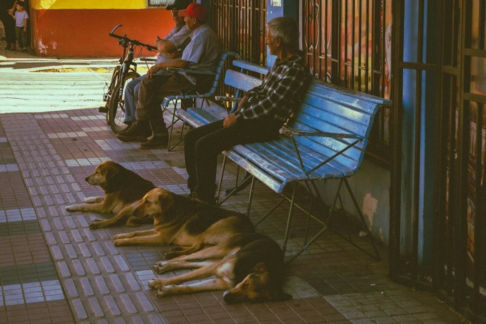 Palm Springs Producer Spots Homeless Man Walking 5 Dogs, Races Clock to Save Them