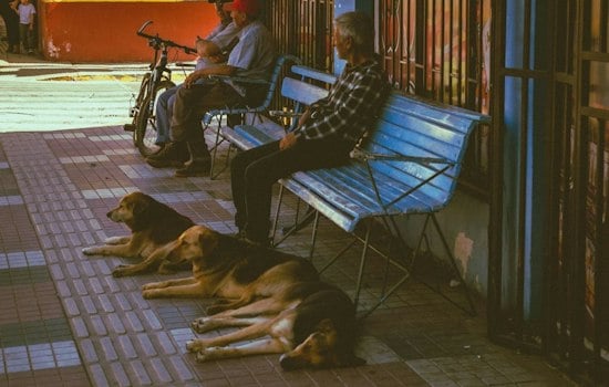 Palm Springs Producer Spots Homeless Man Walking 5 Dogs, Races Clock to Save Them
