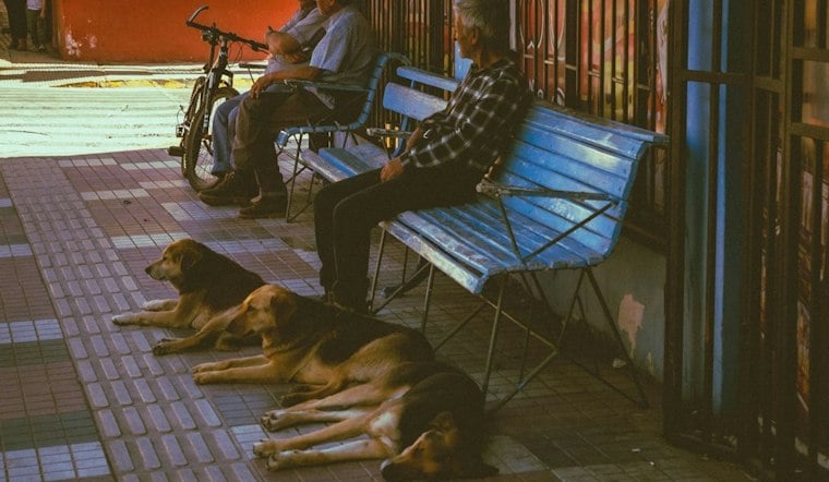 Palm Springs Producer Spots Homeless Man Walking 5 Dogs, Races Clock to Save Them