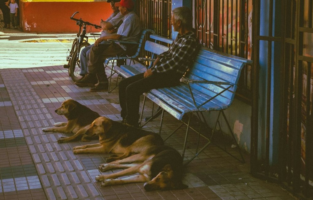 Palm Springs Producer Spots Homeless Man Walking 5 Dogs, Races Clock to Save Them