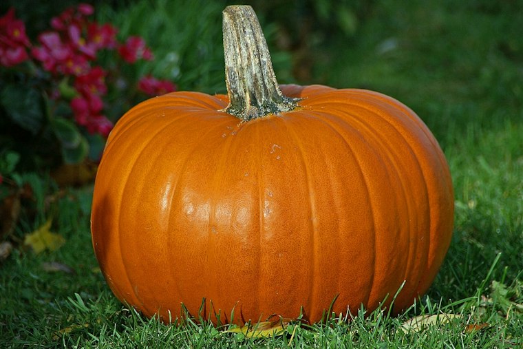 Park Slope's Giant Pumpkin Returns, and Charlie Pigott Needed a Forklift Again