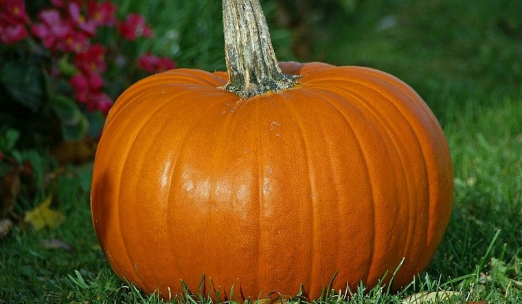 Park Slope's Giant Pumpkin Returns, and Charlie Pigott Needed a Forklift Again