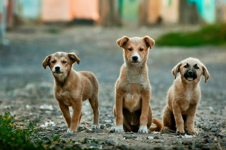 Park Street Station Goes to the Dogs as MBTA Hosts Adoption Pop-Up