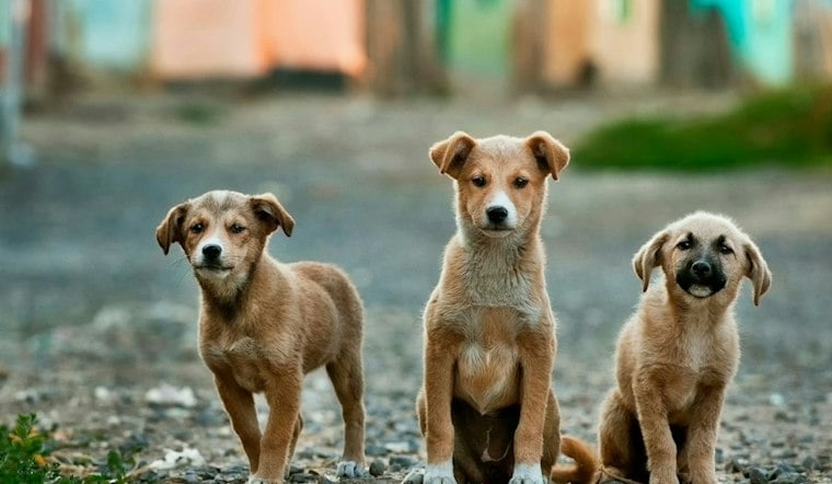 Park Street Station Goes to the Dogs as MBTA Hosts Adoption Pop-Up