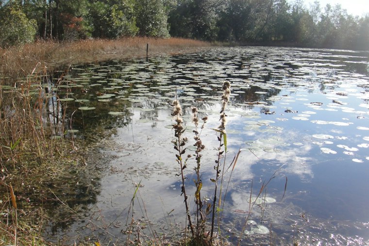 Pasco County’s Long Push to Protect Wildlife Corridors