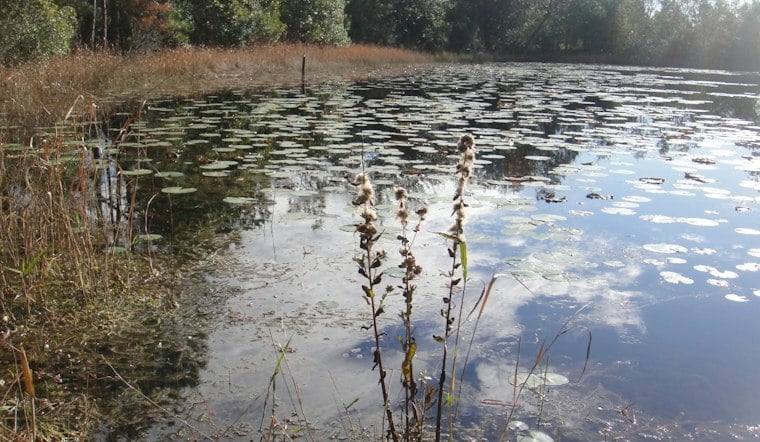 Pasco County’s Long Push to Protect Wildlife Corridors