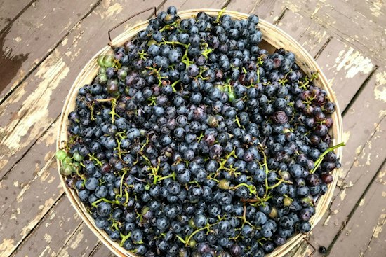 Pennsylvania Farmer Left With 1,600 Tons of Grapes After Juice Giant Walks Away