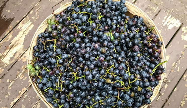 Pennsylvania Farmer Left With 1,600 Tons of Grapes After Juice Giant Walks Away