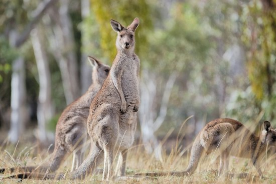 Pet Kangaroo Ollie Vanishes Near Mount Pleasant, Family Begs Neighbors to Look