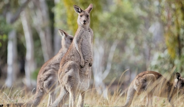 Pet Kangaroo Ollie Vanishes Near Mount Pleasant, Family Begs Neighbors to Look