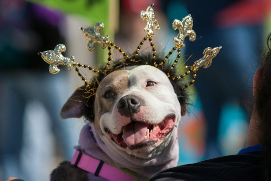 Pets and Pumpkins Festival Returns to Downtown Springfield With Costume Parade