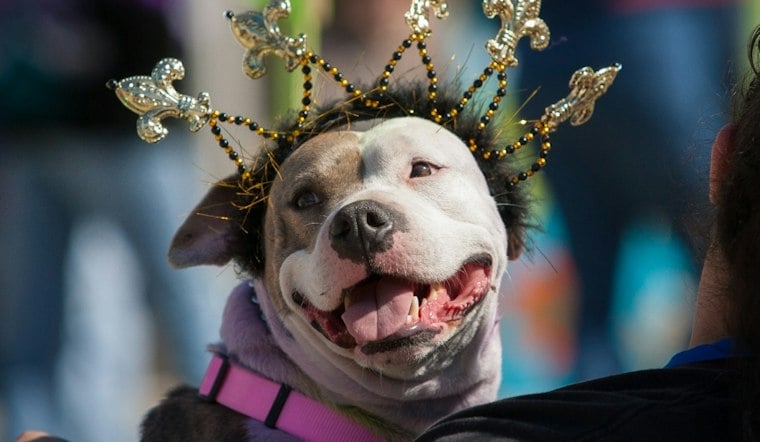 Pets and Pumpkins Festival Returns to Downtown Springfield With Costume Parade