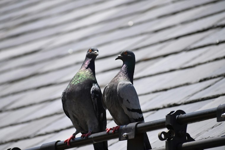Philly's Pigeon Walking Tour Has Sold Out So Often It's Now a Global Brand