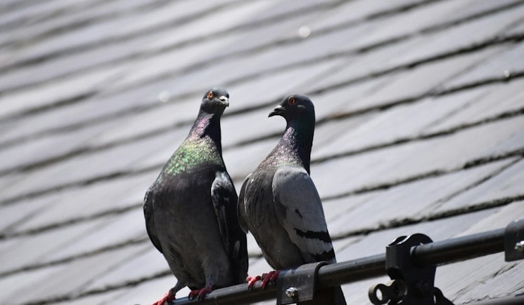 Philly's Pigeon Walking Tour Has Sold Out So Often It's Now a Global Brand