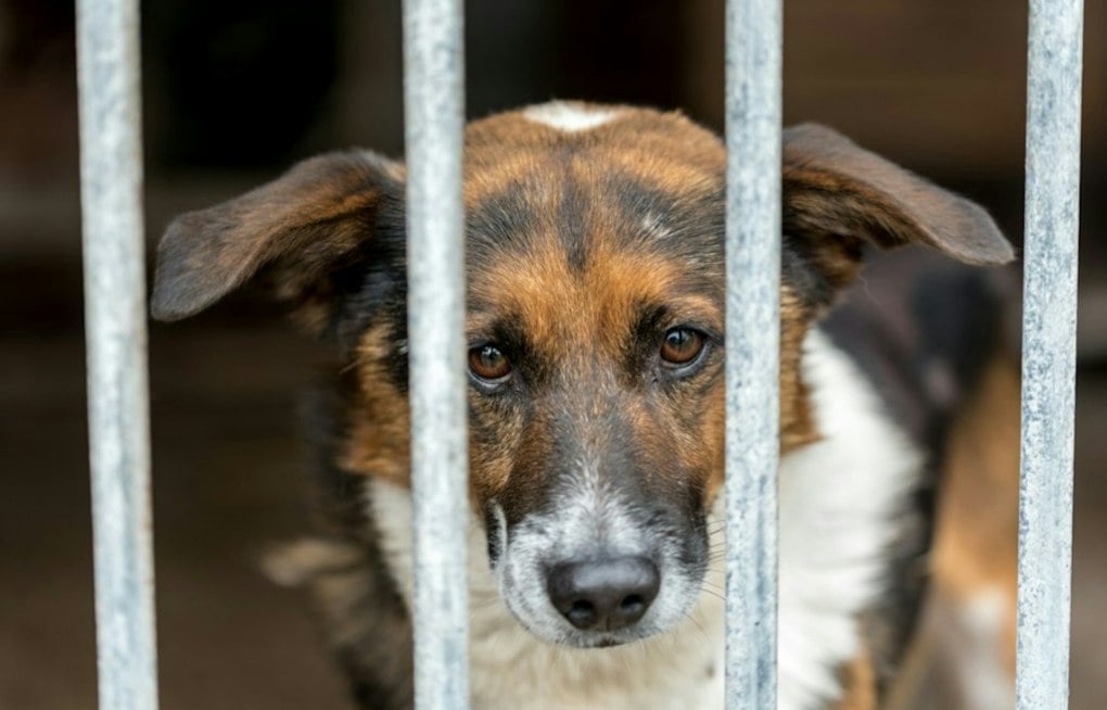Philly Shelter Says Senior Dog Was Shot in NJ Rescue's Care, Now Can't Find Rescue