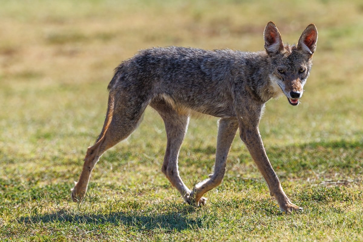 Phoenix Suburbs Buzz Over Chupacabra Sightings, but Experts Point to Sick Coyotes