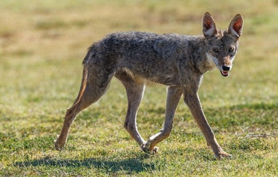 Phoenix Suburbs Buzz Over Chupacabra Sightings, but Experts Point to Sick Coyotes
