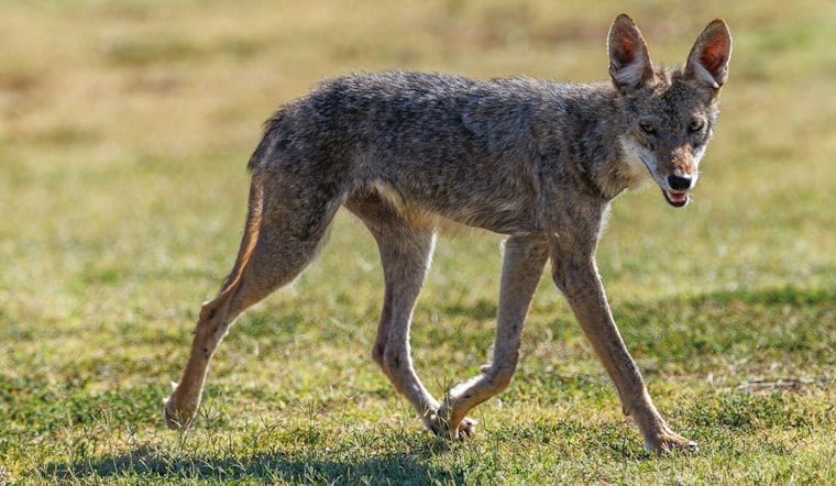 Phoenix Suburbs Buzz Over Chupacabra Sightings, but Experts Point to Sick Coyotes