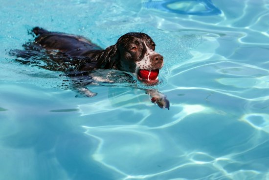 Piedmont Park Pool Goes to the Dogs One Last Time Before Winter Closure