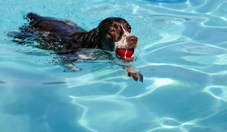 Piedmont Park Pool Goes to the Dogs One Last Time Before Winter Closure