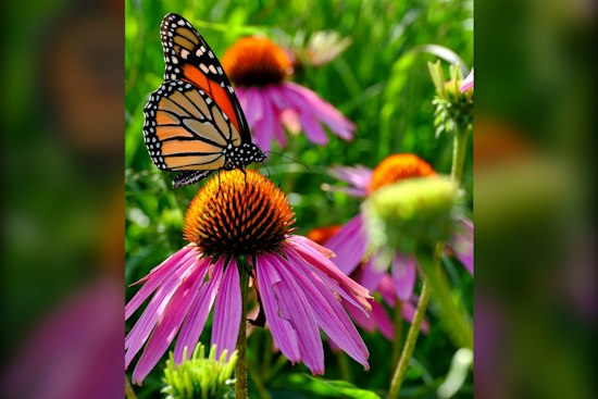 Pilsen Woman Turns Her Home Into a Monarch Butterfly Sanctuary