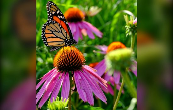 Pilsen Woman Turns Her Home Into a Monarch Butterfly Sanctuary