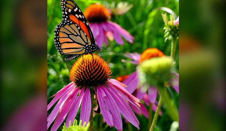 Pilsen Woman Turns Her Home Into a Monarch Butterfly Sanctuary