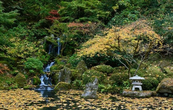Portland Japanese Garden Hits Peak Fall Color, But Some Maples Still Lag
