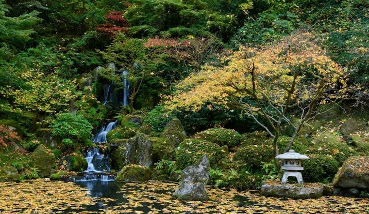Portland Japanese Garden Hits Peak Fall Color, But Some Maples Still Lag