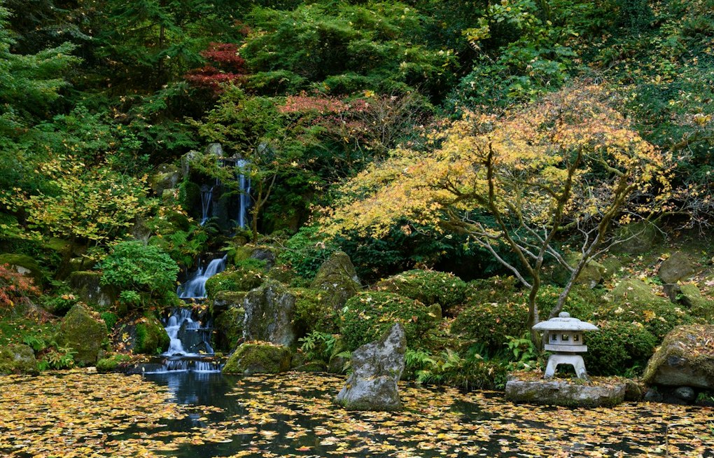 Portland Japanese Garden Hits Peak Fall Color, But Some Maples Still Lag
