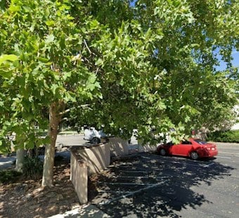 Prescott Camper and Dog Survive Falling Tree, Water Cooler Takes the Hit