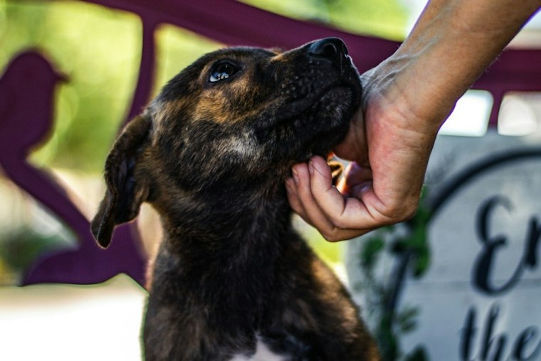 Queensbury Family Turns Dog's Death Into Adoption Push at Overflowing Shelter