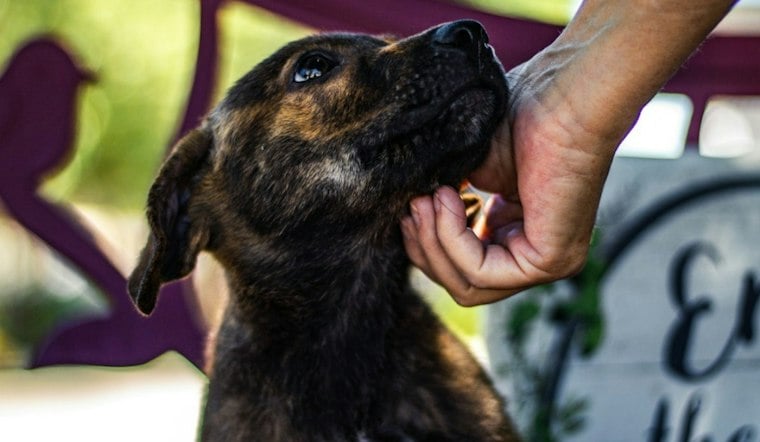 Queensbury Family Turns Dog's Death Into Adoption Push at Overflowing Shelter