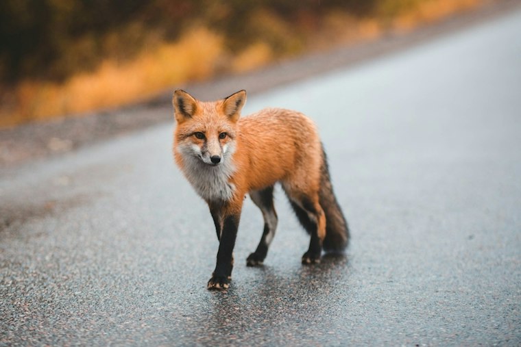Rabid Fox Bites Victim Near Silverado Ranch, Clark County Urges Quick Medical Care