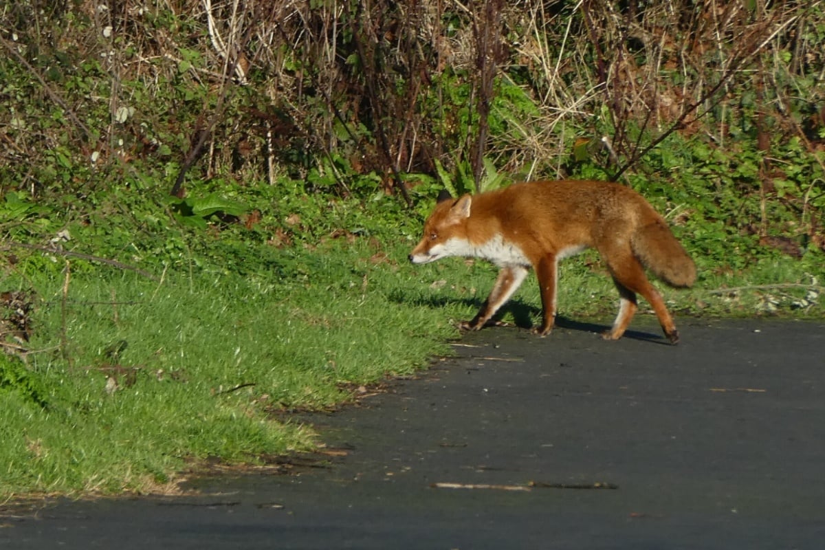 Rabid Fox Found Near Texas State University, San Marcos